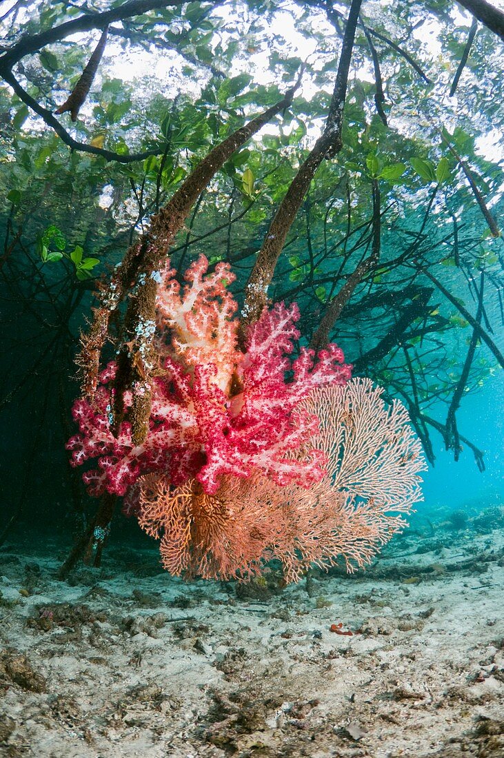 Corals in a mangrove swamp