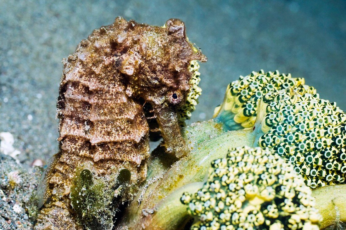 Seahorse and sea squirts