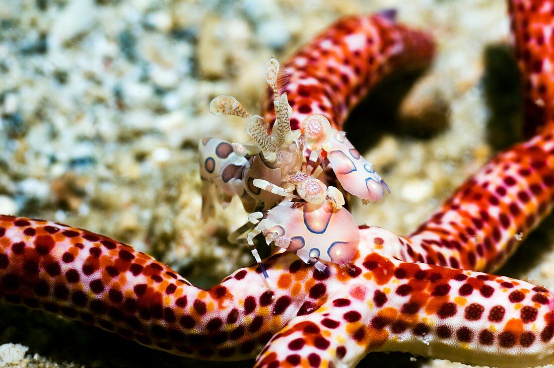 Harlequin shrimp on a starfish