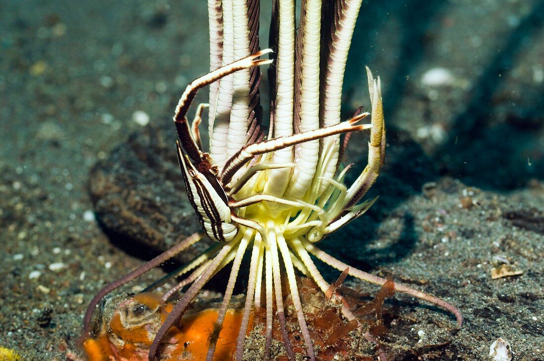 Elegant squat lobsters