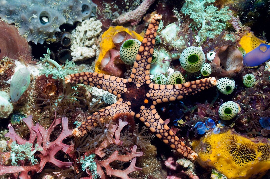 Starfish and sea squirts on a reef