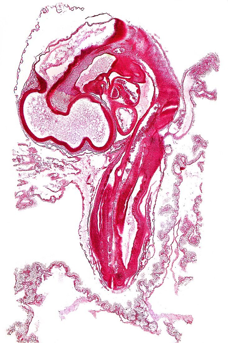 Chicken embryo,light micrograph