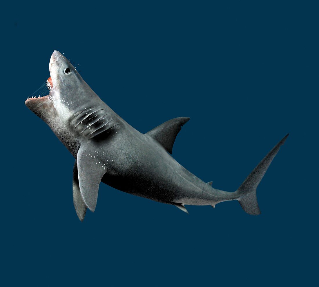Shark,artwork