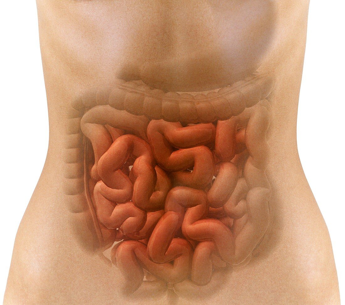 Stomach and intestines,artwork