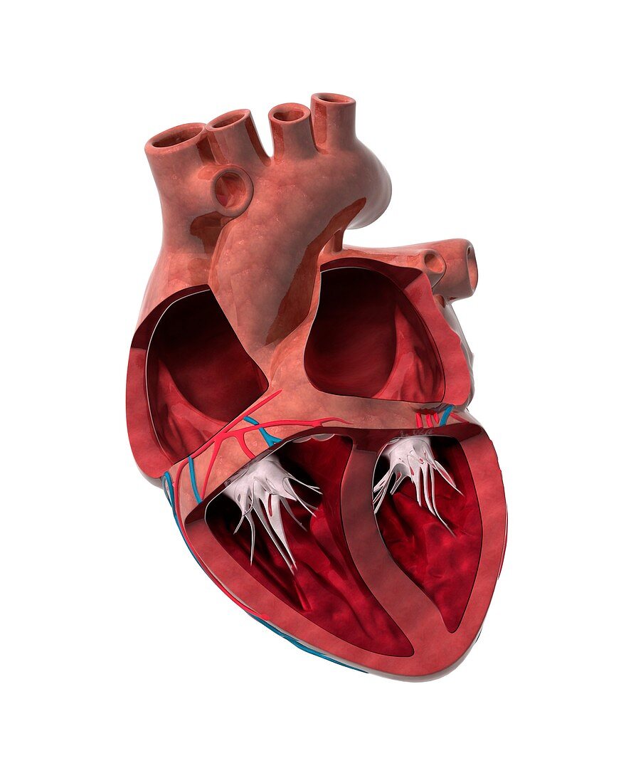Internal heart anatomy,artwork