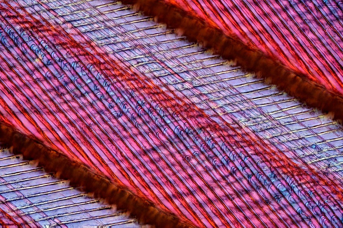 Swan feather,light micrograph