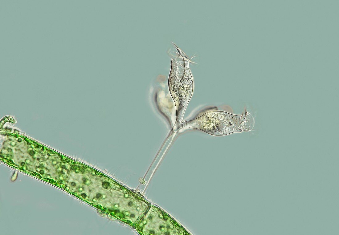 Epistylis protozoan colony on algae