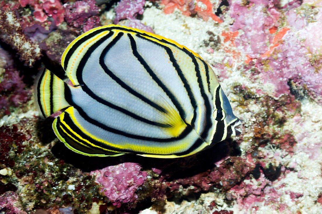 Meyer's butterflyfish on a reef