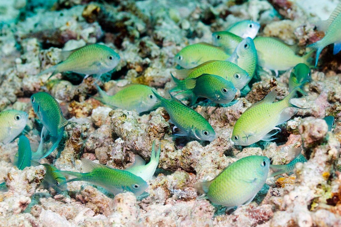 Blue-green chromis on a reef