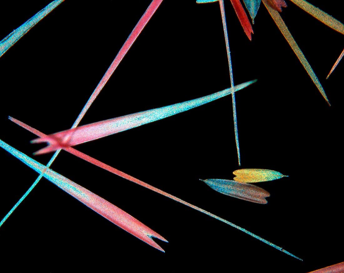 Moth wing scales,light micrograph