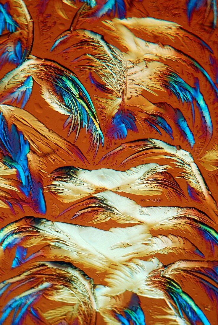 Glycine crystals,light micrograph