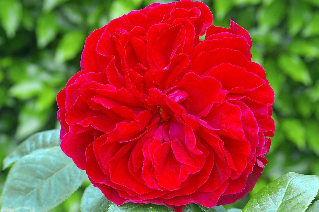 Rose (Rosa L.D. Braithwaite)