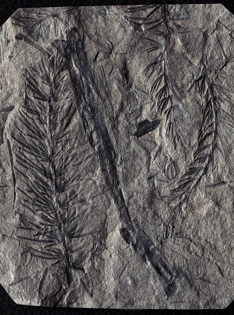 Asterophyllites plant fossils