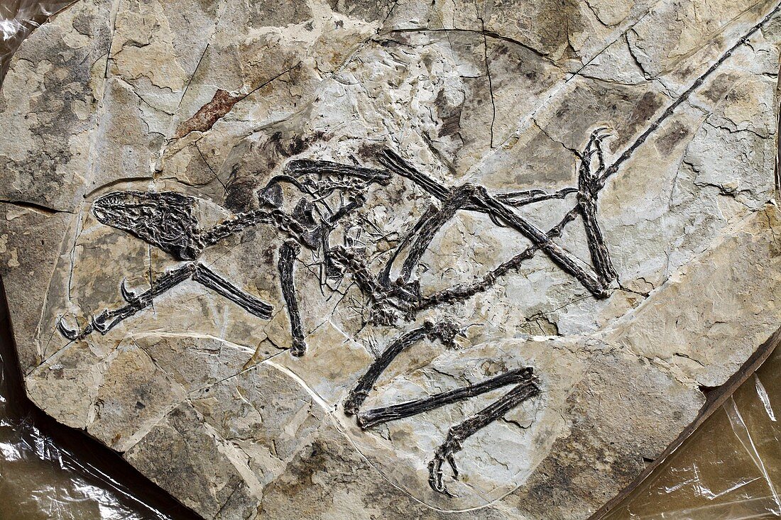 Raptor fossil
