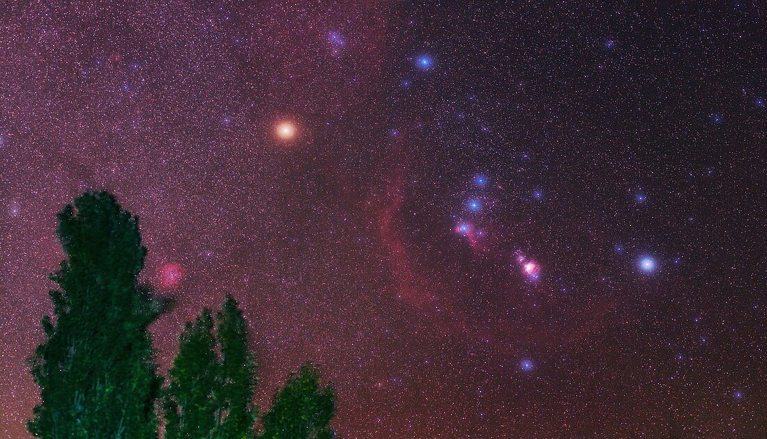 Orion over trees