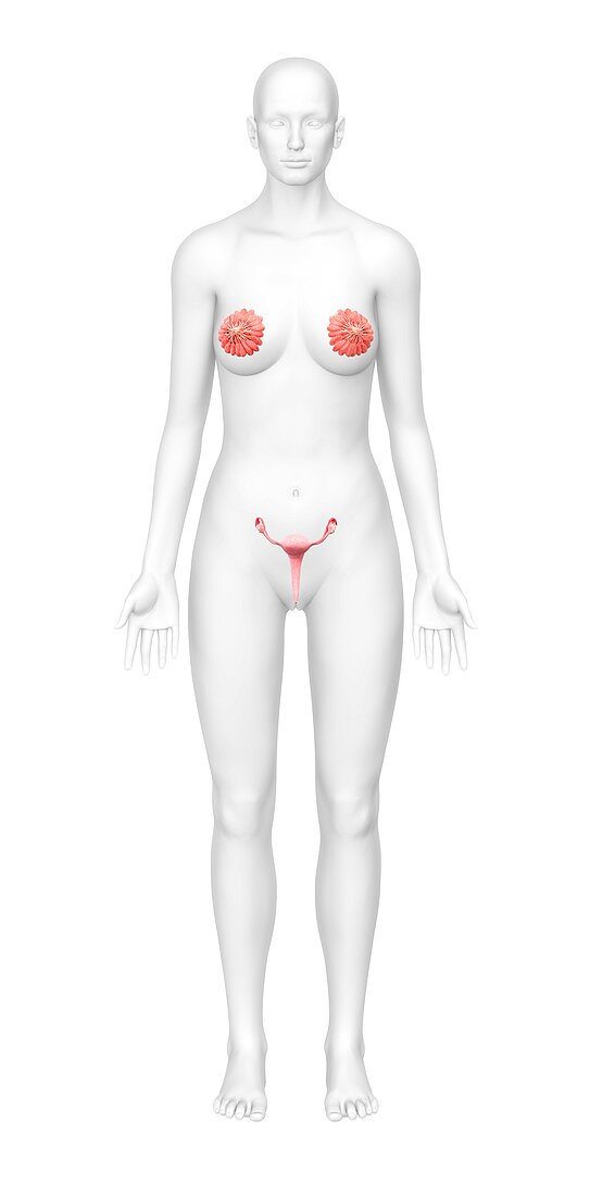 Female reproductive organs,artwork