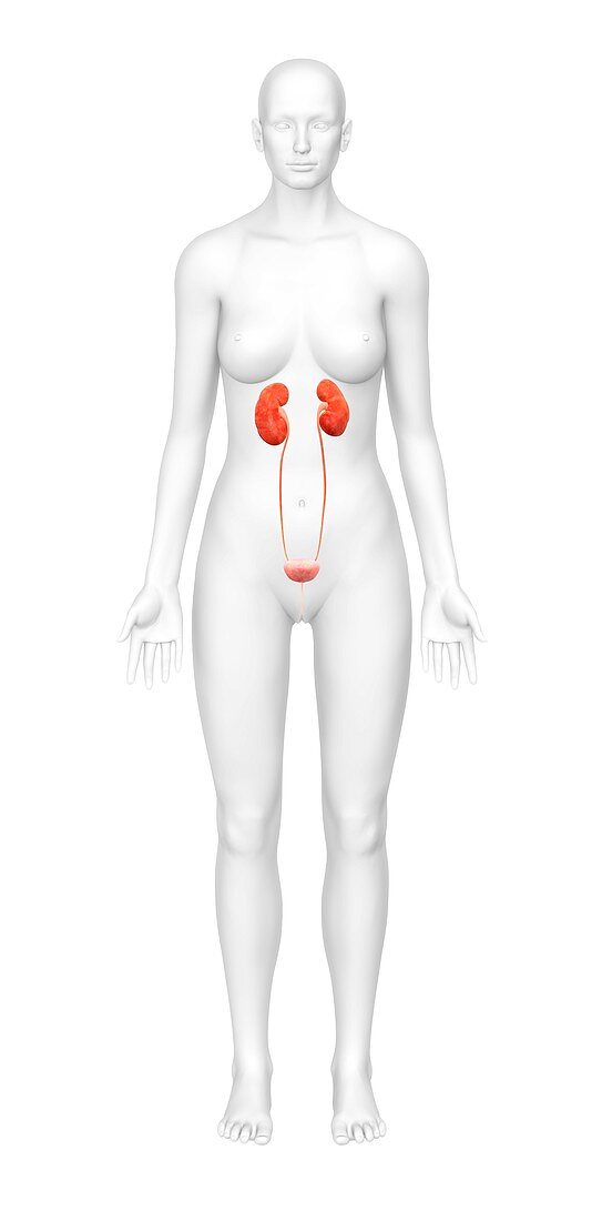 Female urinary system,artwork