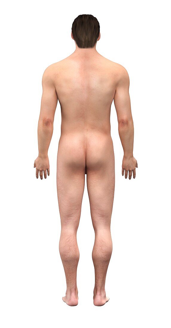 Male body,artwork