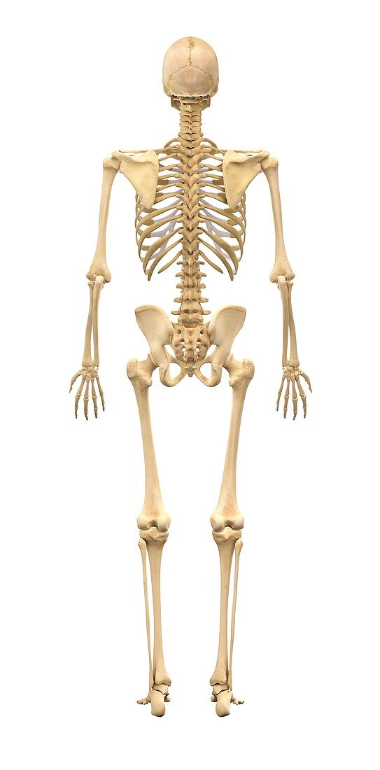 Male skeleton,artwork