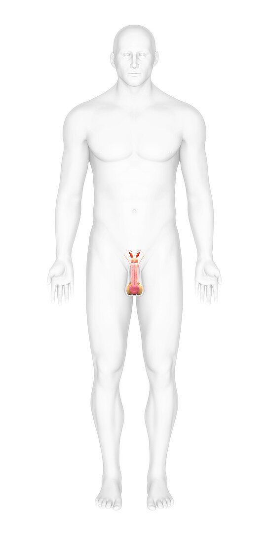 Male reproductive organs,artwork