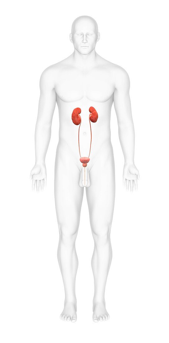 Male urinary system,artwork