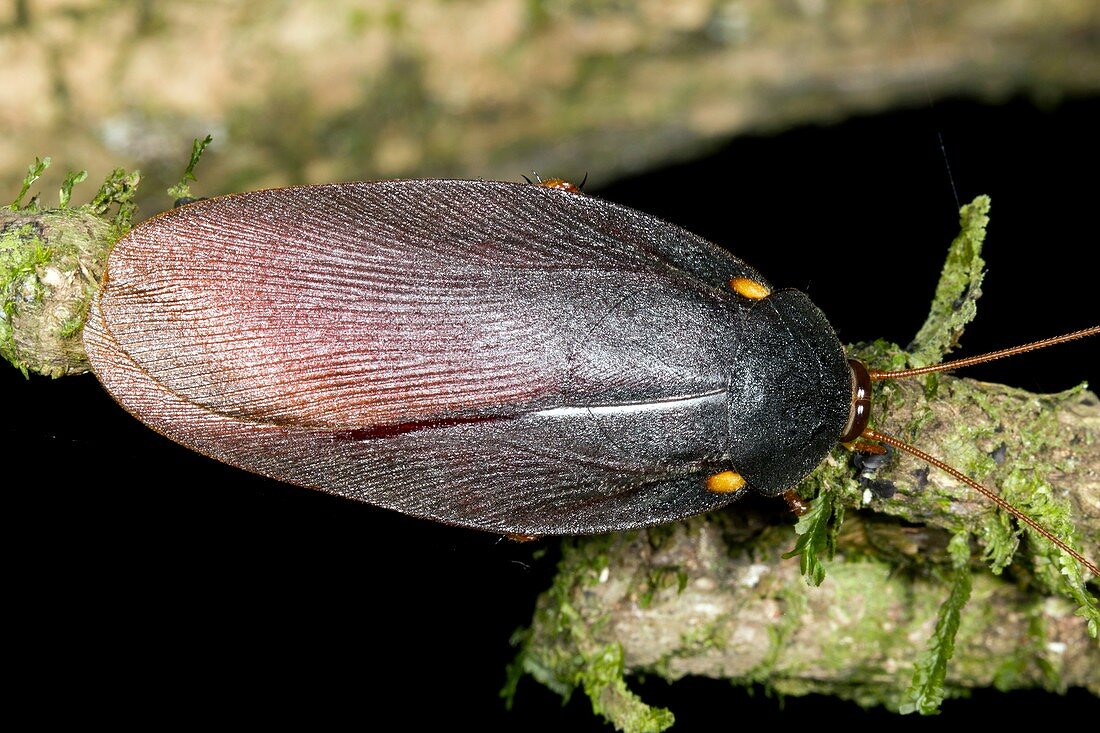 Tropical cockroach