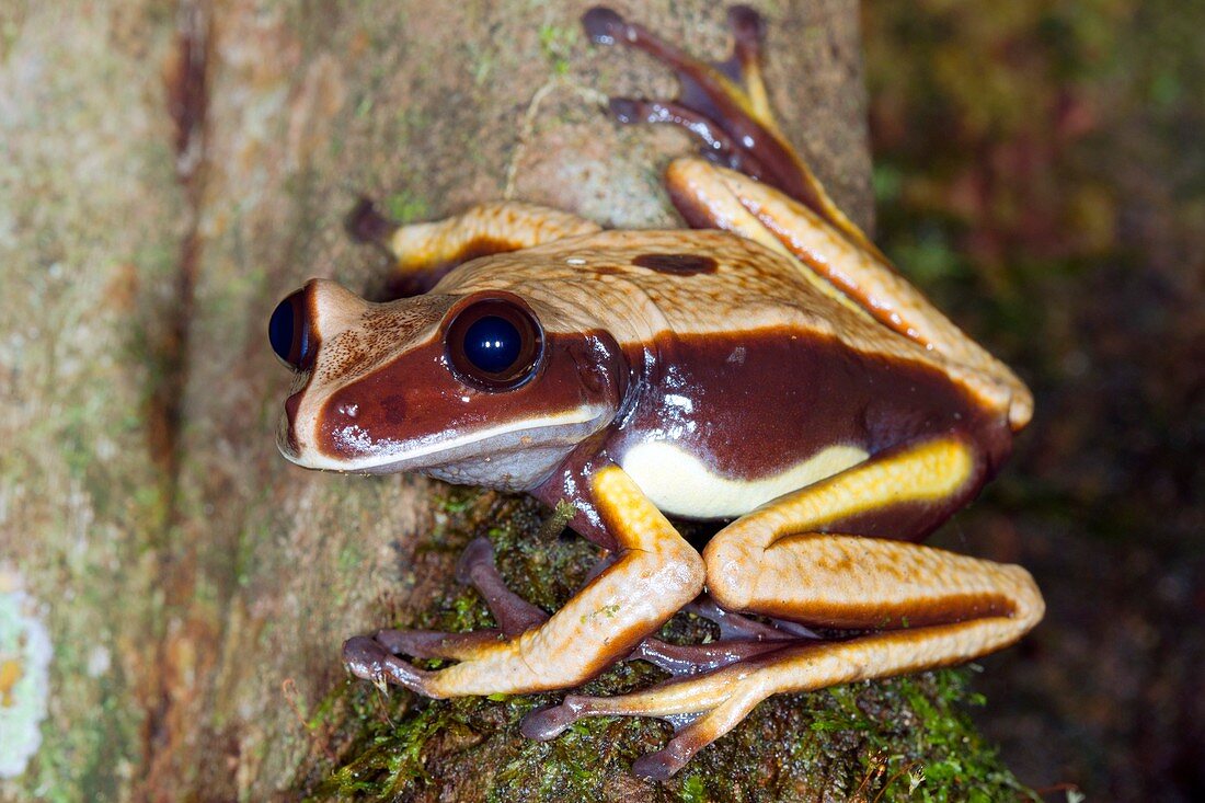 Brown-eyed tree frog