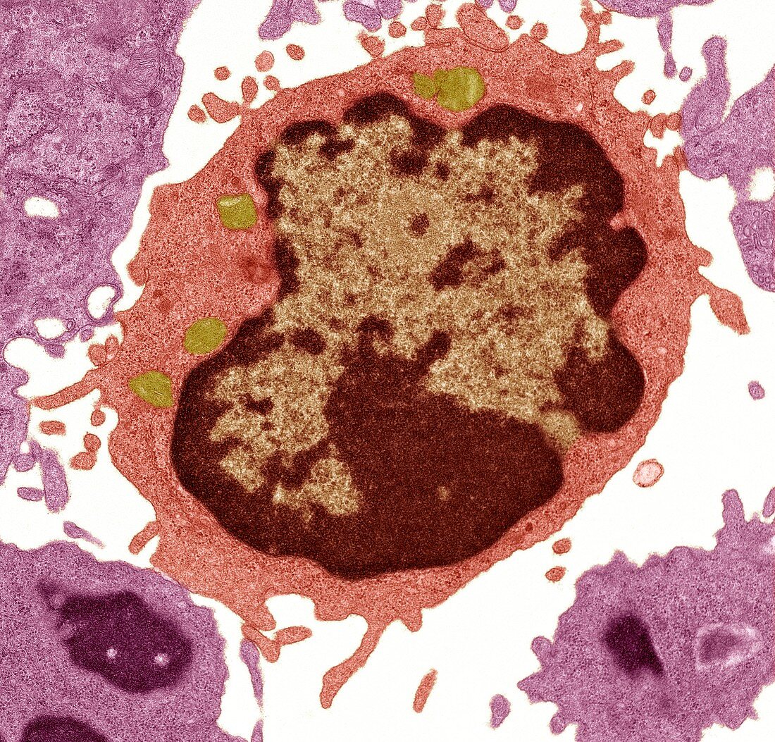 Lymphocyte white blood cell,TEM