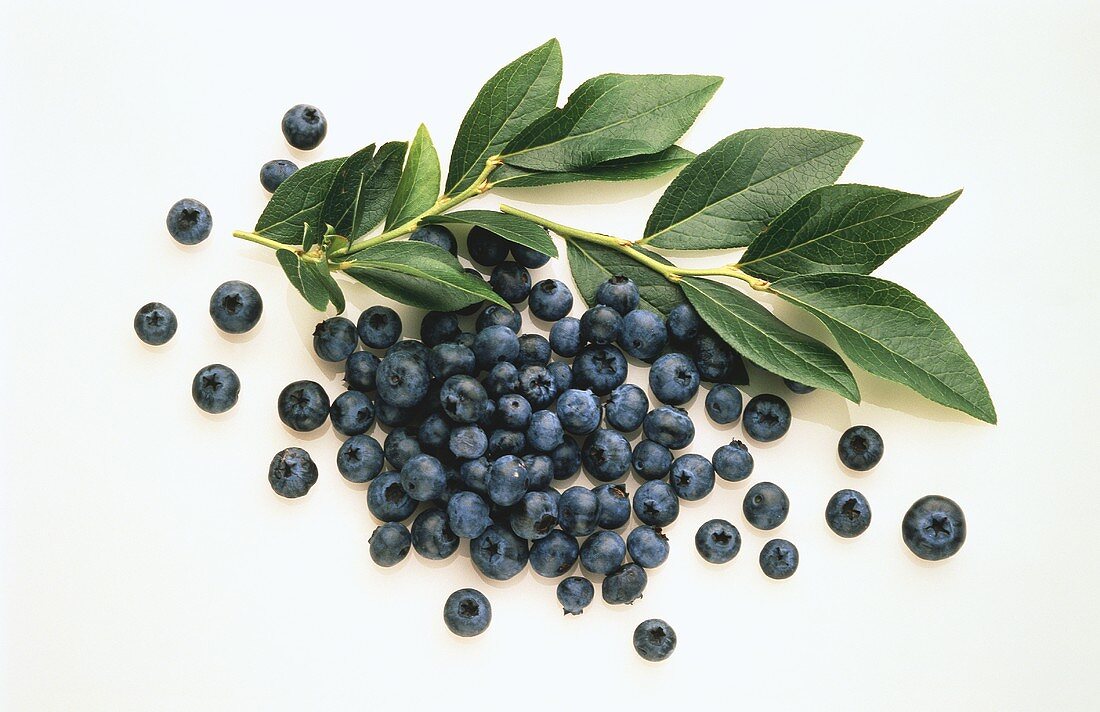 Many Blueberries with Leaves