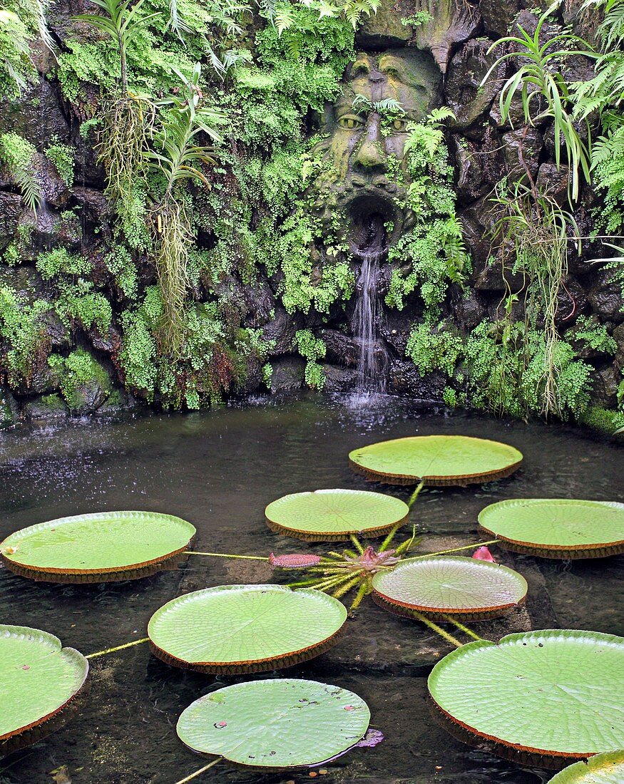 Water lily pond and sculpture