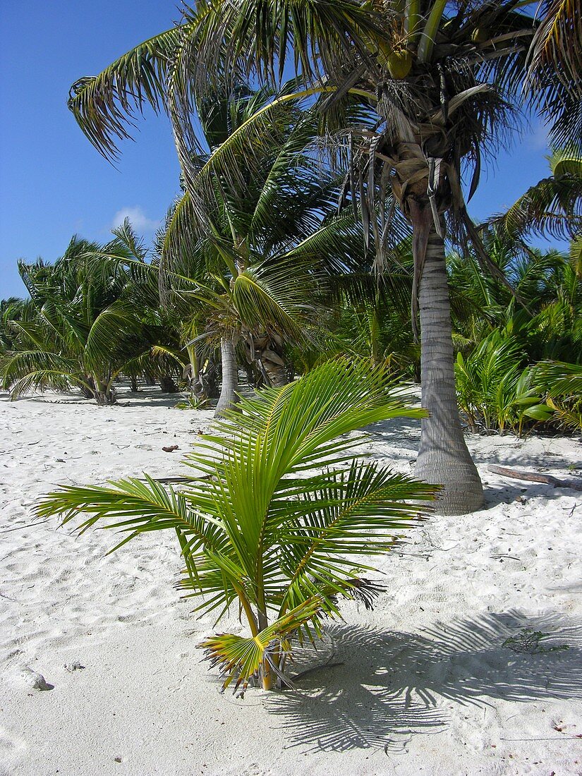 Young palm tree