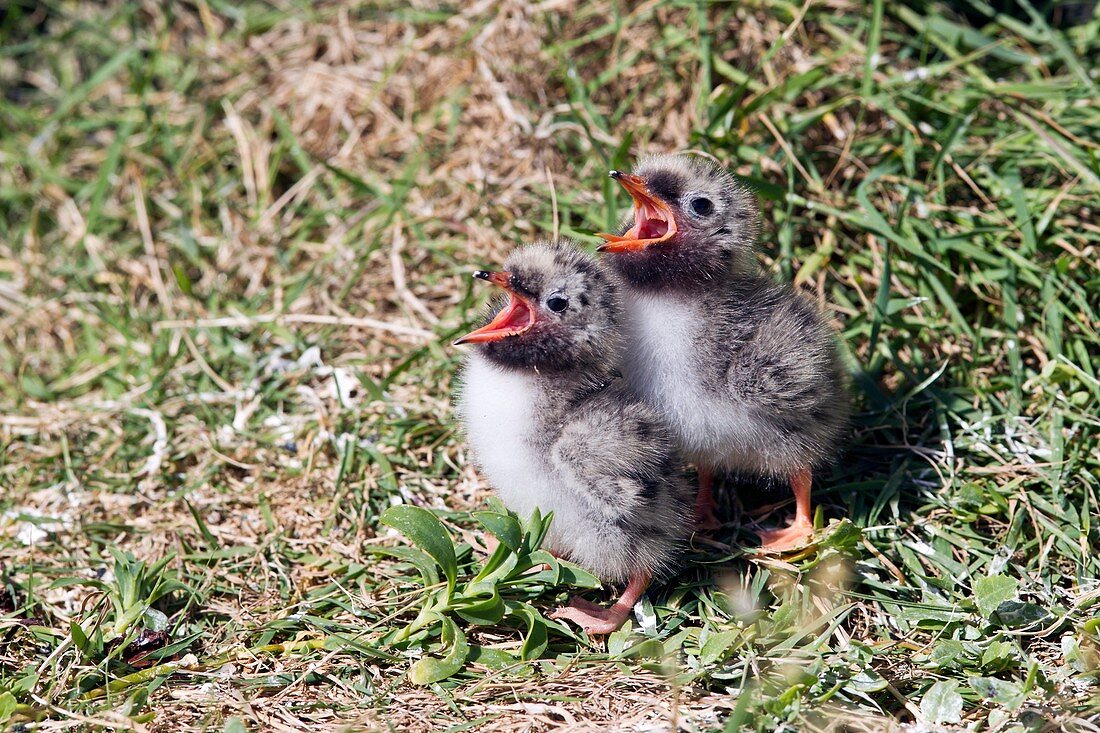 Arctic tern chicks