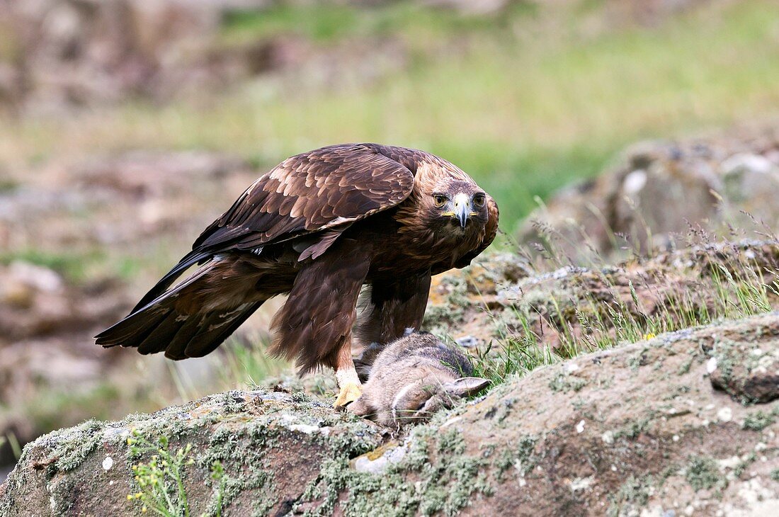 Golden eagle and prey