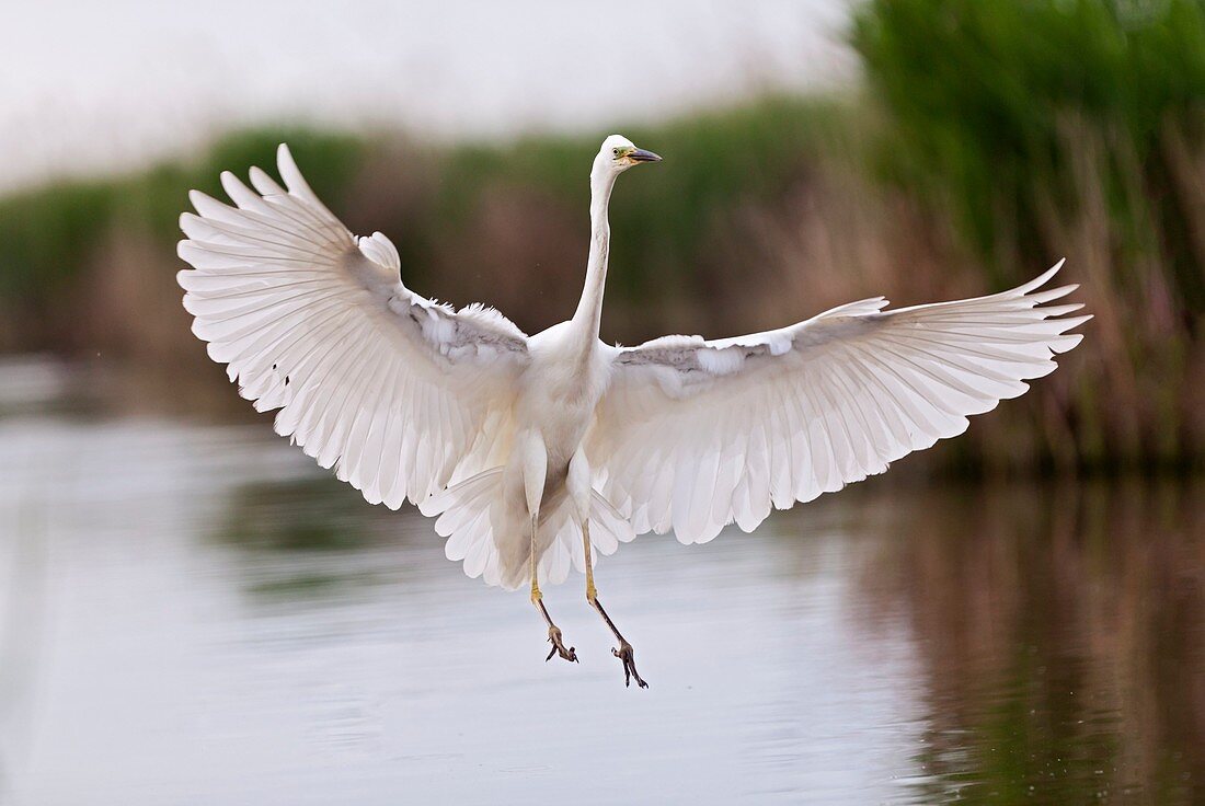 Great egret landing