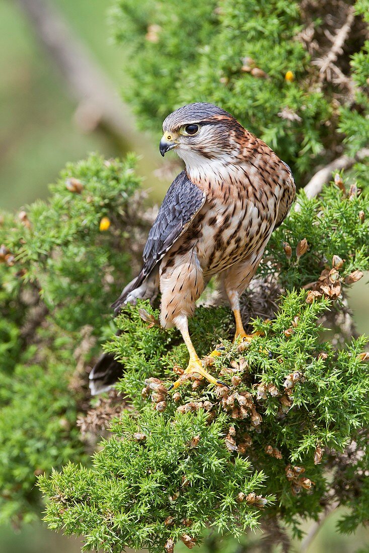 Merlin perched on a conifer