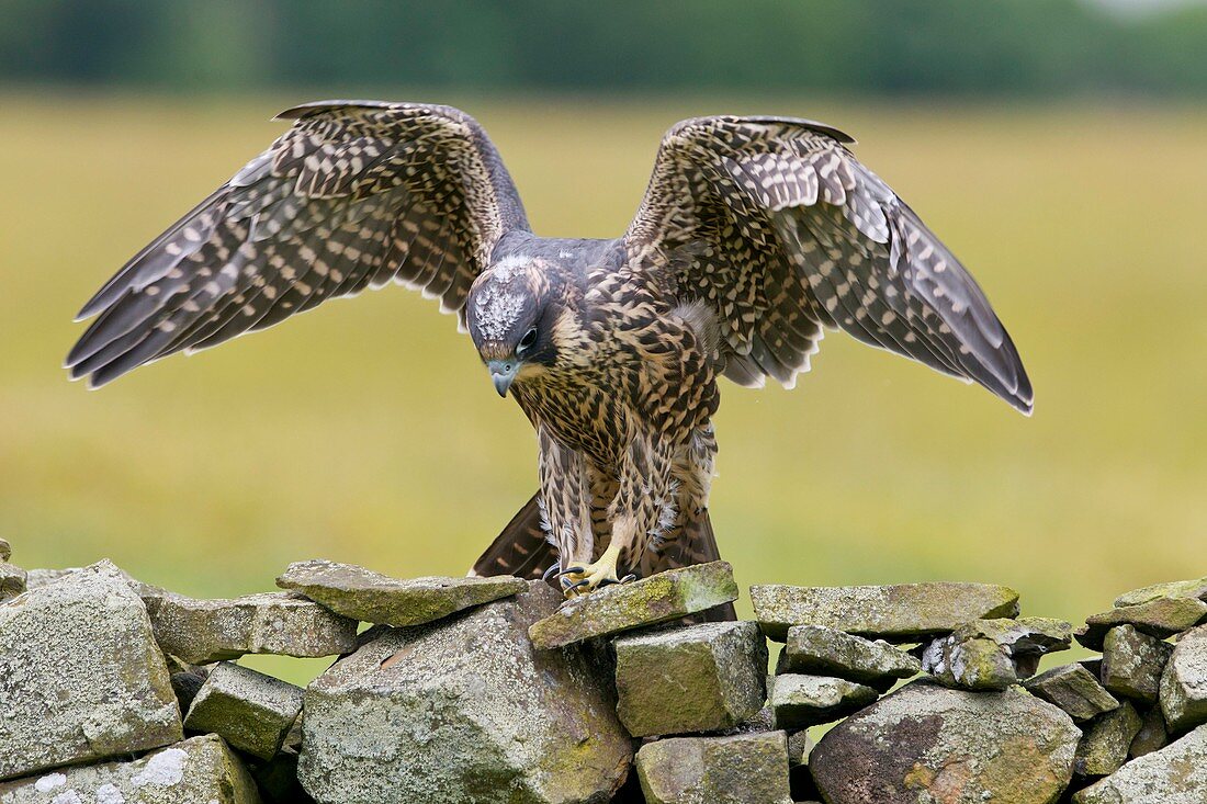Peregrine falcon on a dry-stone wall