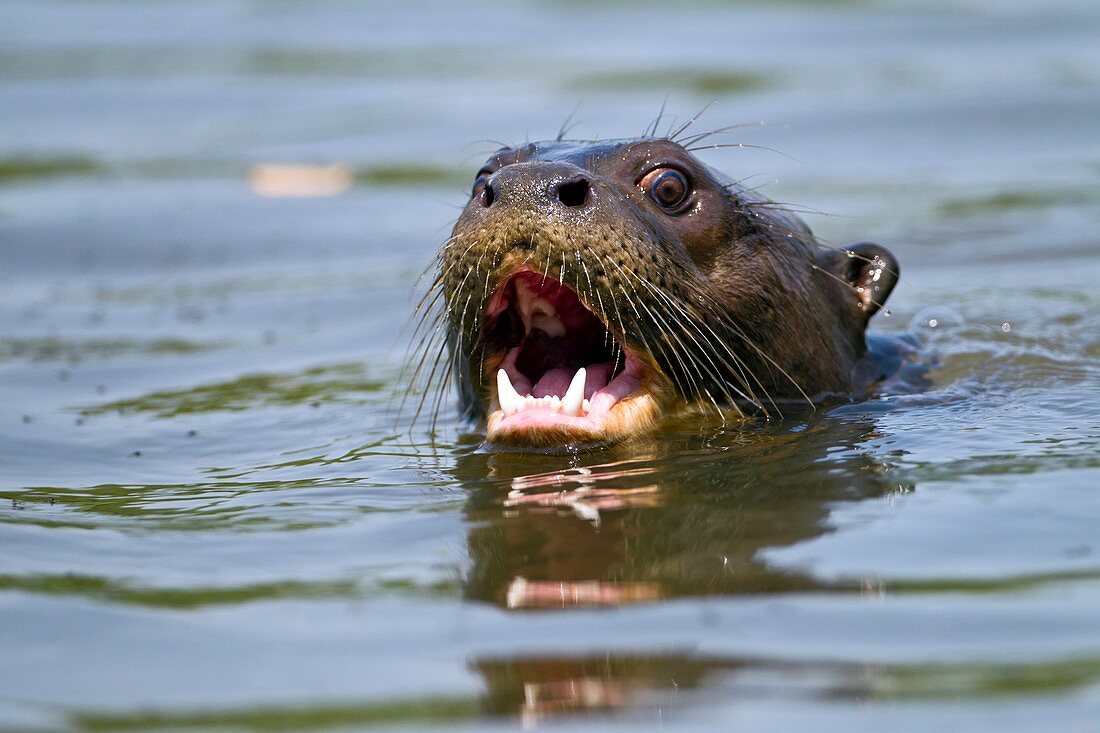 Giant otter swimming