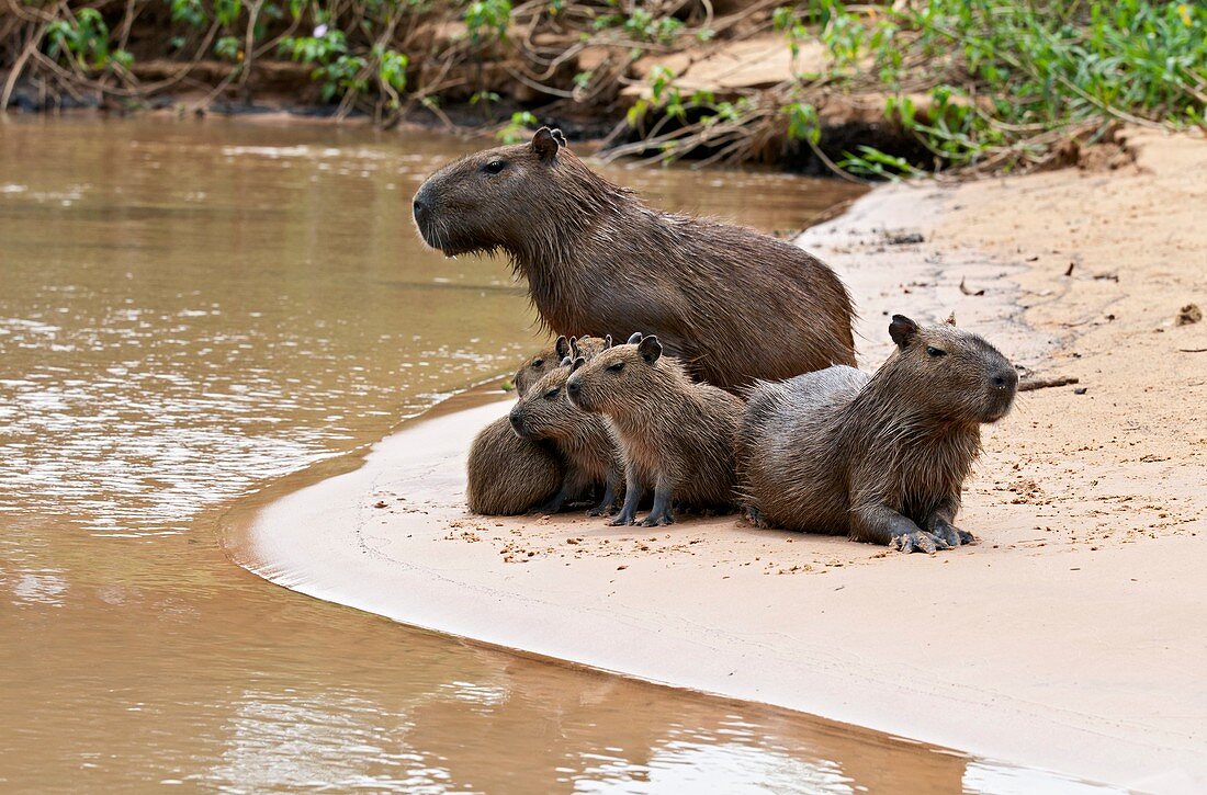 Capybaras on a riverbank