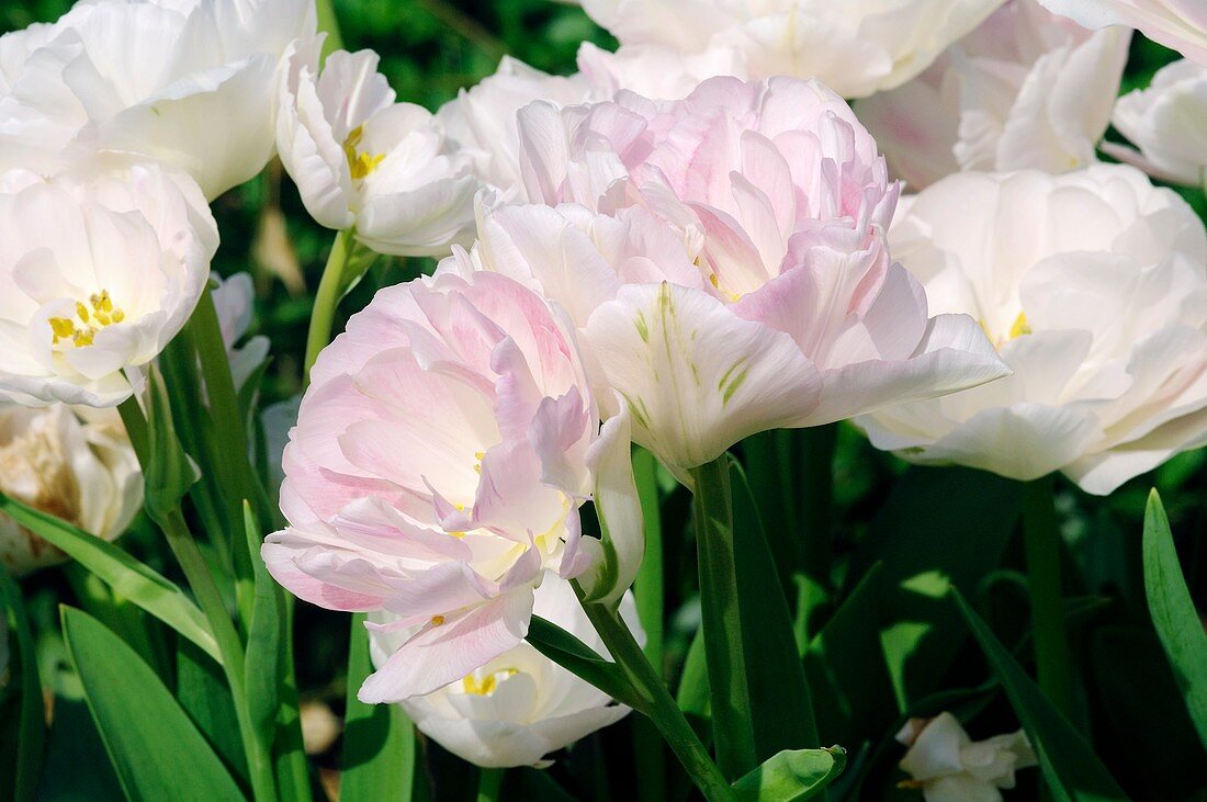 Tulip (Tulipa 'Angelique')