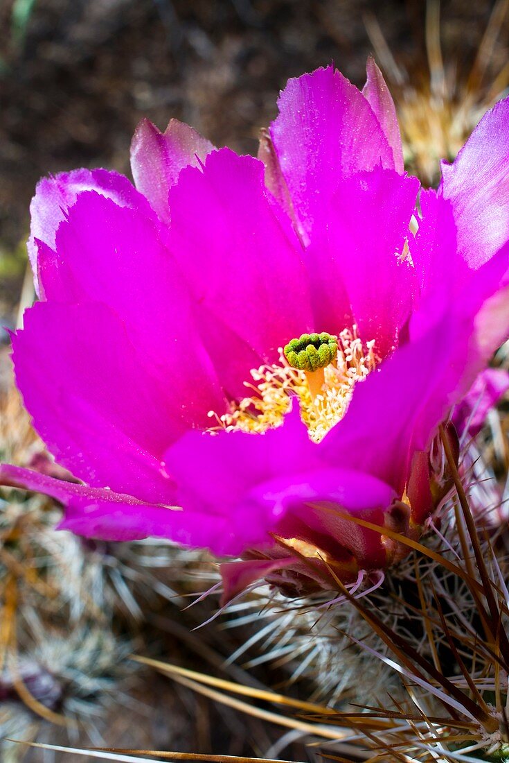 Hedgehog cactus flower