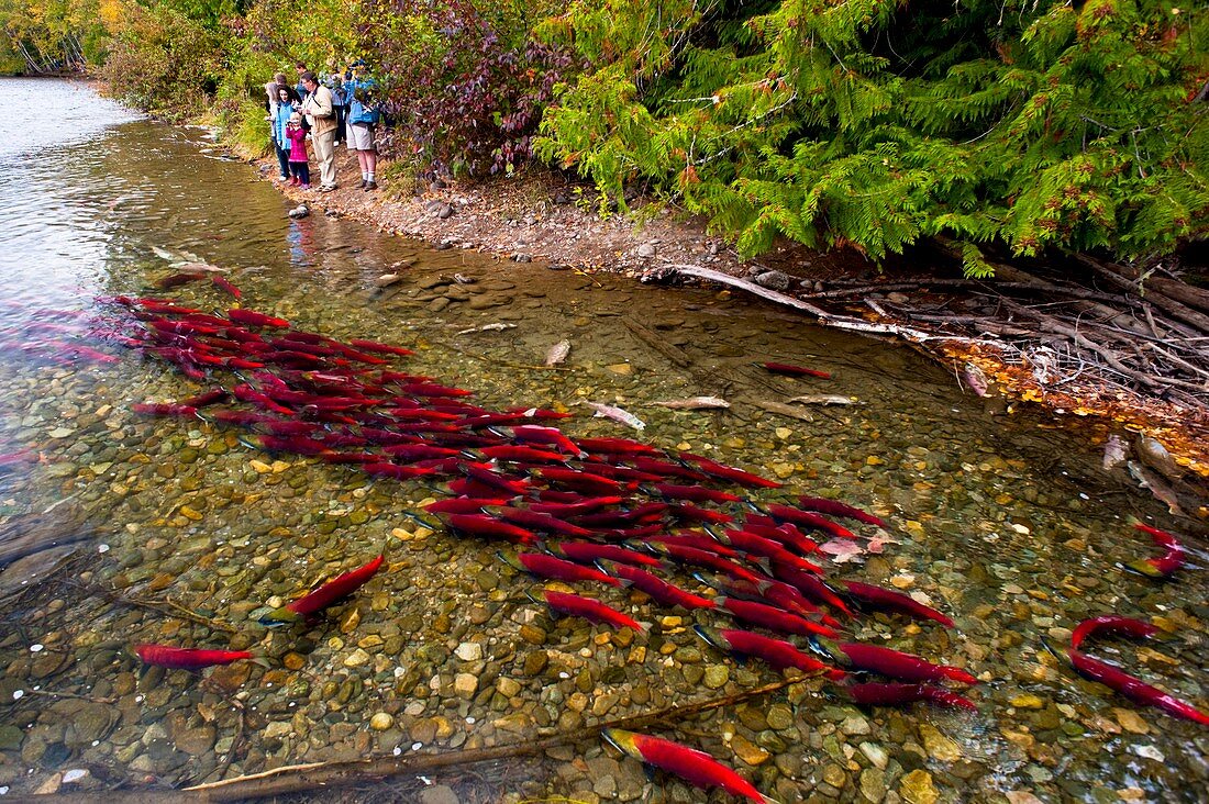 Tourists watching salmon spawn