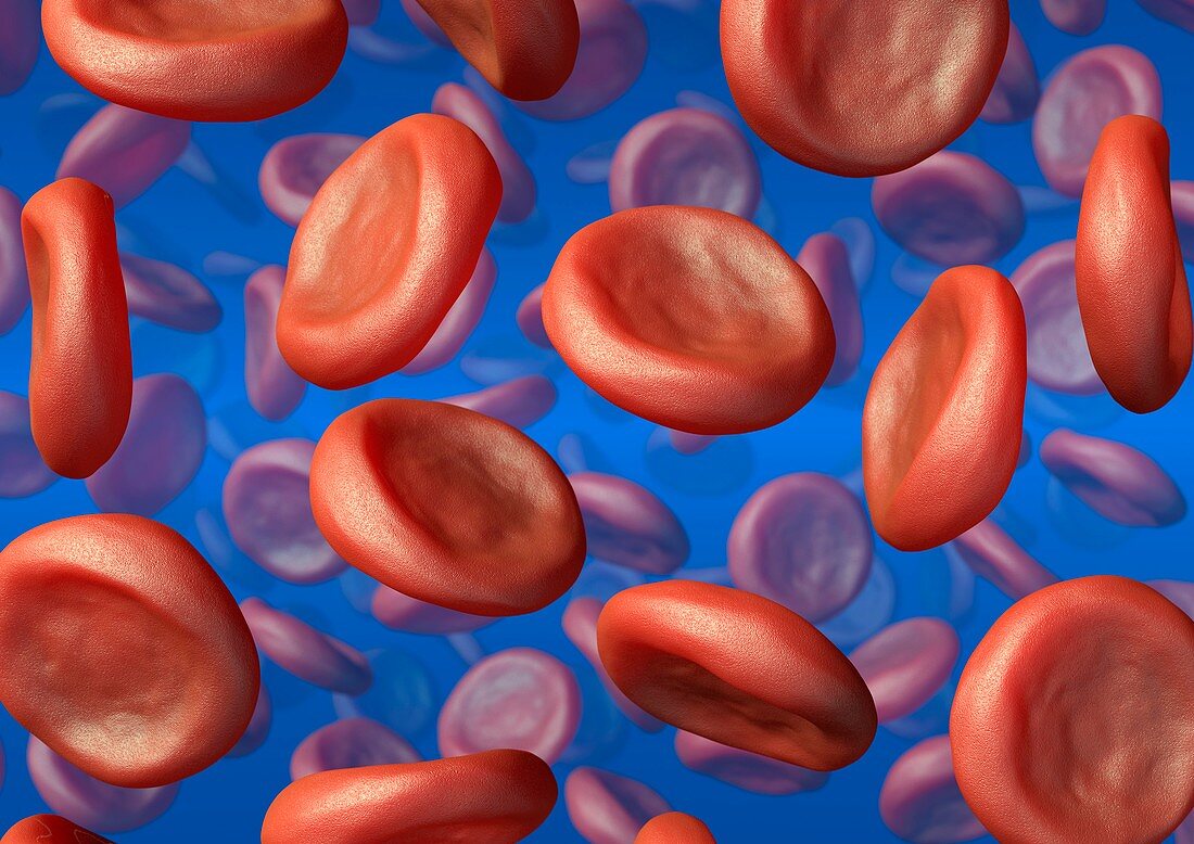 Red blood cells,artwork