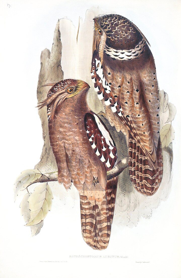 Large frogmouth,19th century