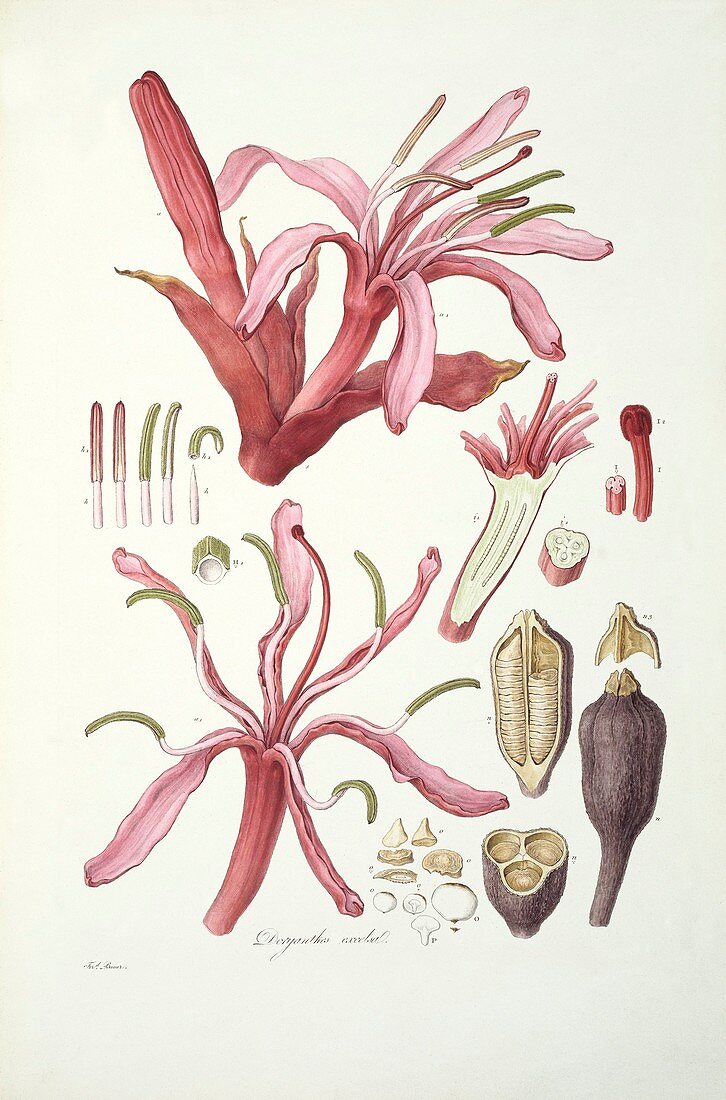 Gymea lily,19th century