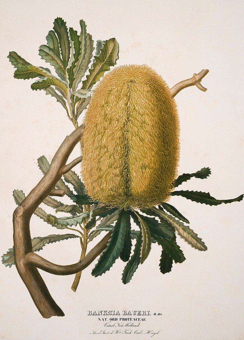 Woolly banksia,19th century