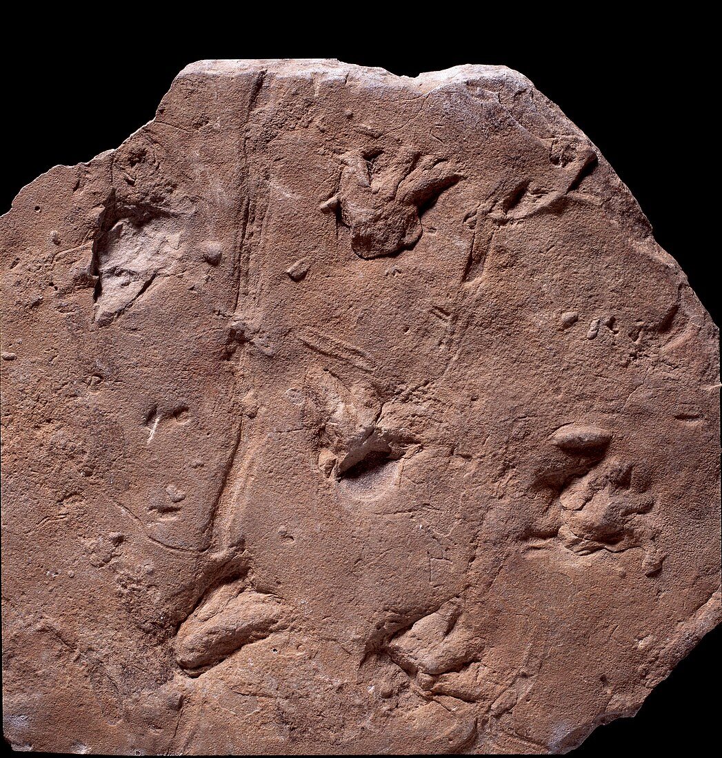 Megapezia footprints,fossil specimen