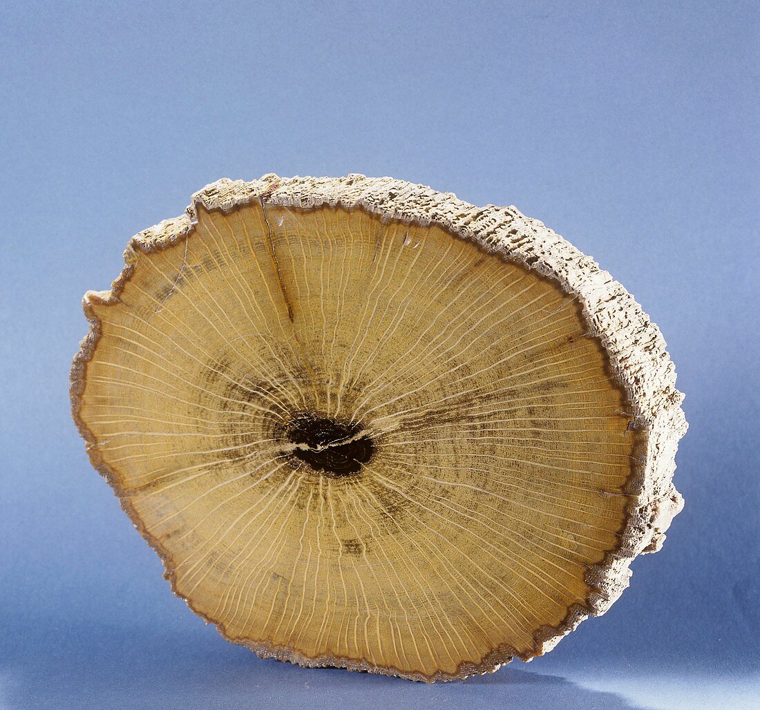 Petrified wood,fossil specimen