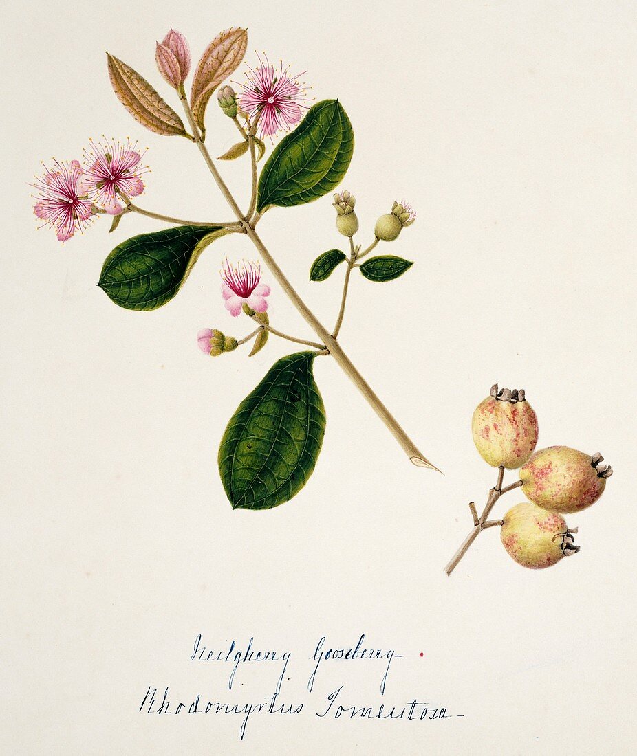 Gooseberry flowers and fruits