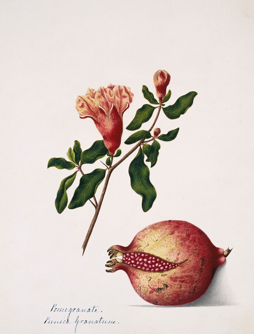 Pomegranate flowers and fruit