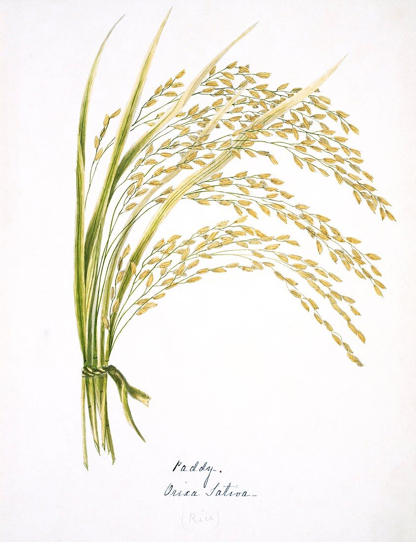 Rice stalks and flowers